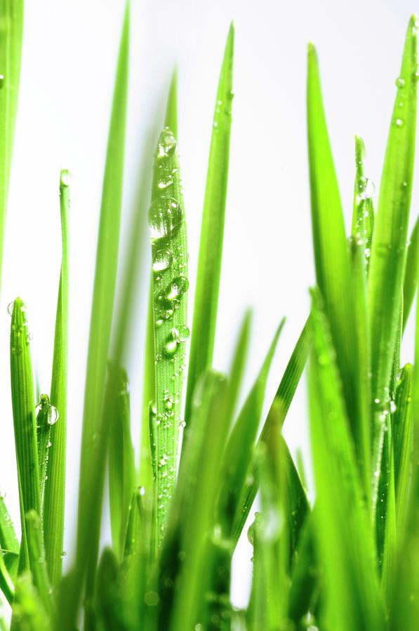 Blades Of Wheatgrass With Water Droplets #1 Photograph by Cordelia Molloy