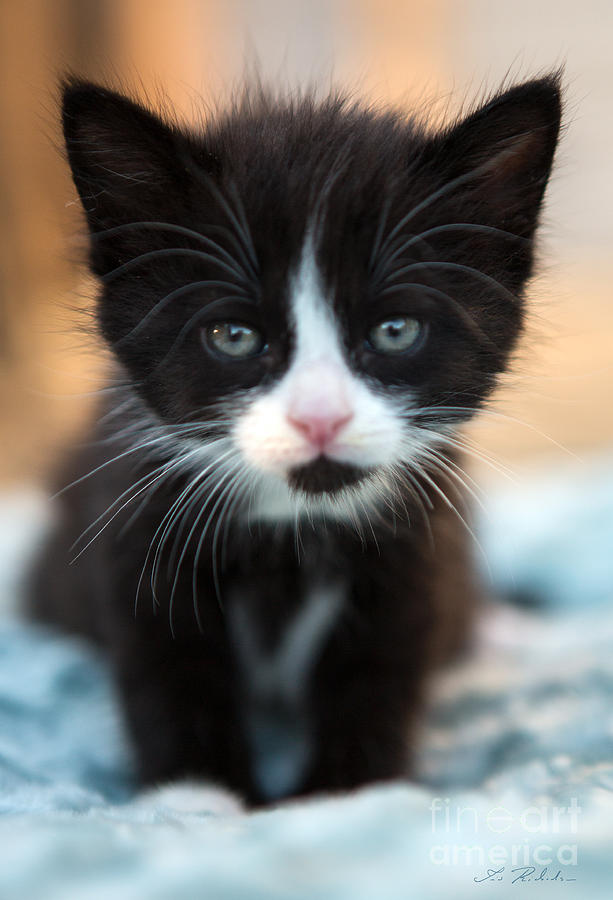 Black And White Photograph - Black and white Kitten by Iris Richardson