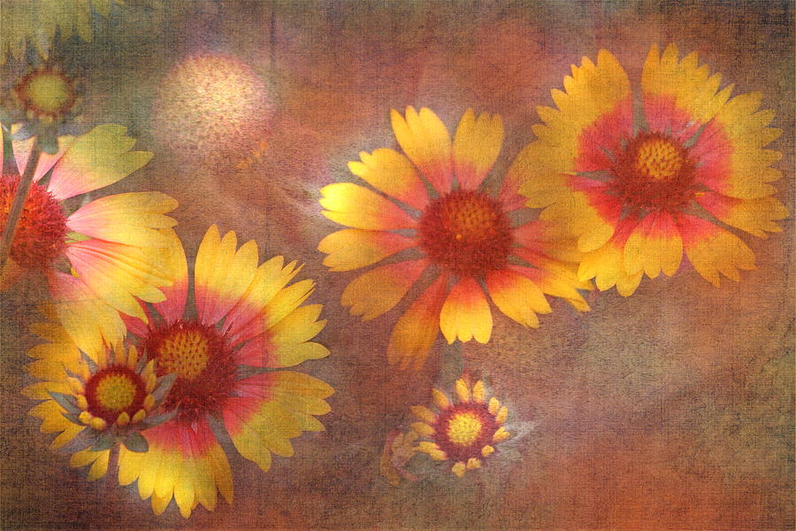 Blanket Flowers #1 Photograph by Angie Vogel