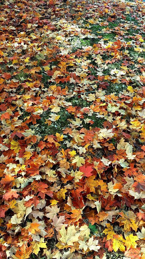 Blanket of Fallen Leaves #1 Photograph by Kenny Glover
