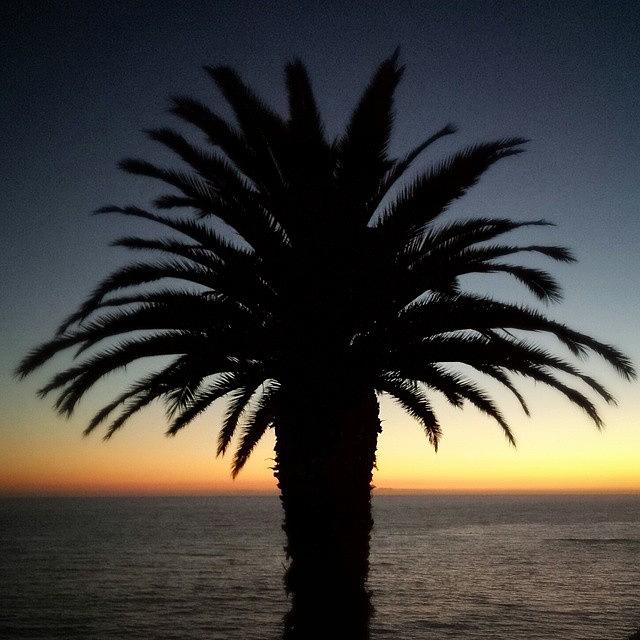 Blazin Palm Photograph by Casey Asher - Fine Art America