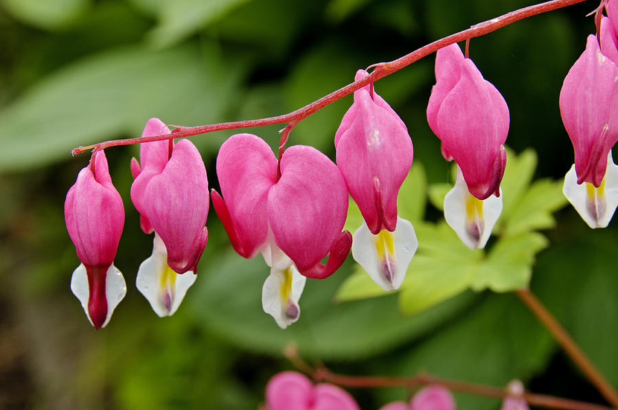 Bleeding Heart flowers Photograph by David Davies - Fine Art America