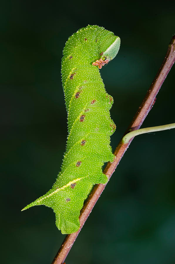 Insects Photograph - Blinded Sphinx Moth Larva #1 by Jeffrey Lepore