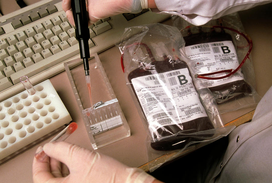Blood Being Crossmatched Prior To A Transfusion #1 Photograph by Jim Varney/science Photo Library