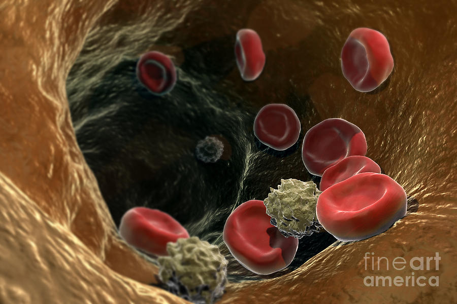 Blood Cells #19 Photograph by Science Picture Co