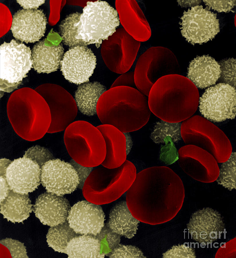 Blood Cells Photograph by Stem Jems