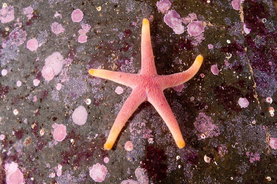 Blood Star #1 Photograph by Andrew J. Martinez