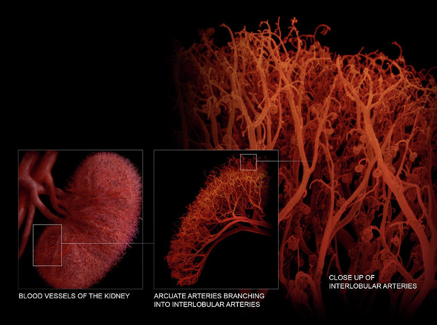 Blood Vessels Of The Kidney #1 Photograph by Anatomical Travelogue