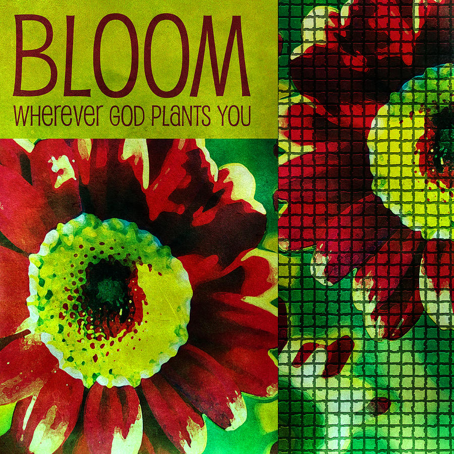 Bloom Photograph by Bonnie Bruno