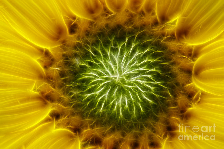 Bloom Of The Sunflower #1 Digital Art by Michal Boubin