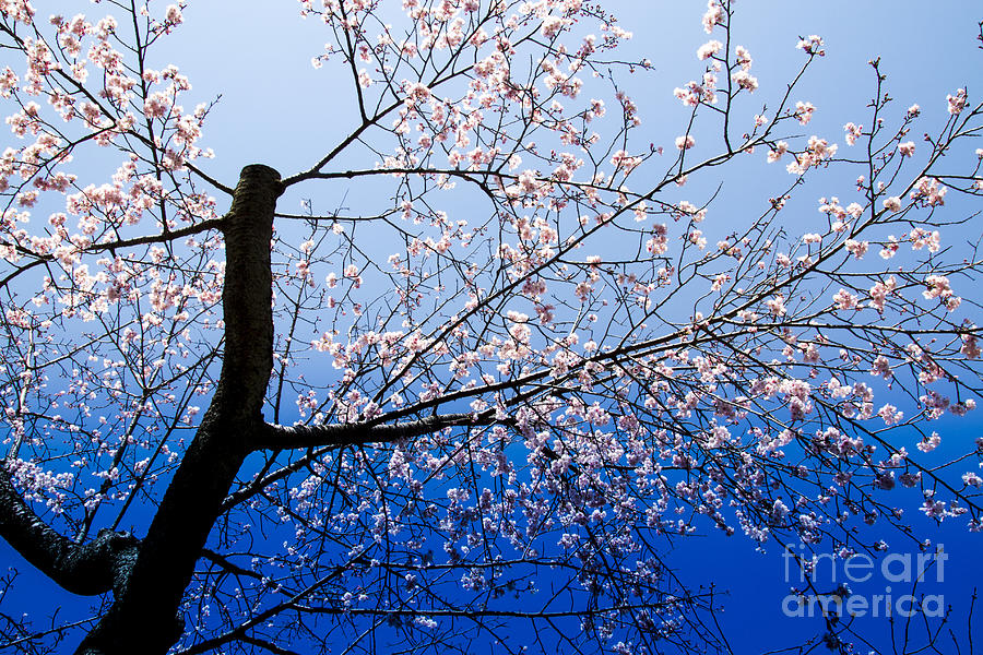 Sakura Photograph - Bloom by Tad Kanazaki Sakura Photograph - Bloom by Tad Kanazaki