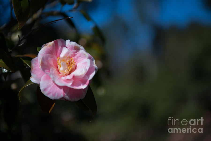Blooming Camellia Photograph