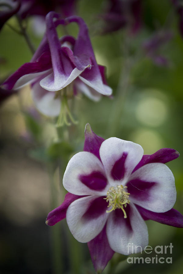 Blooming Columbine Photograph by Brad Marzolf Photography