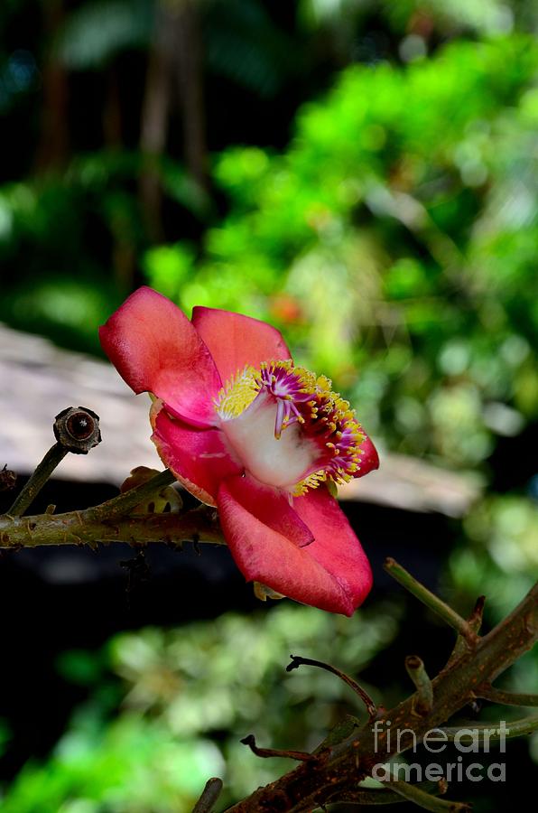 Blooming flower of Cannonball Tree #1 Photograph by Imran Ahmed