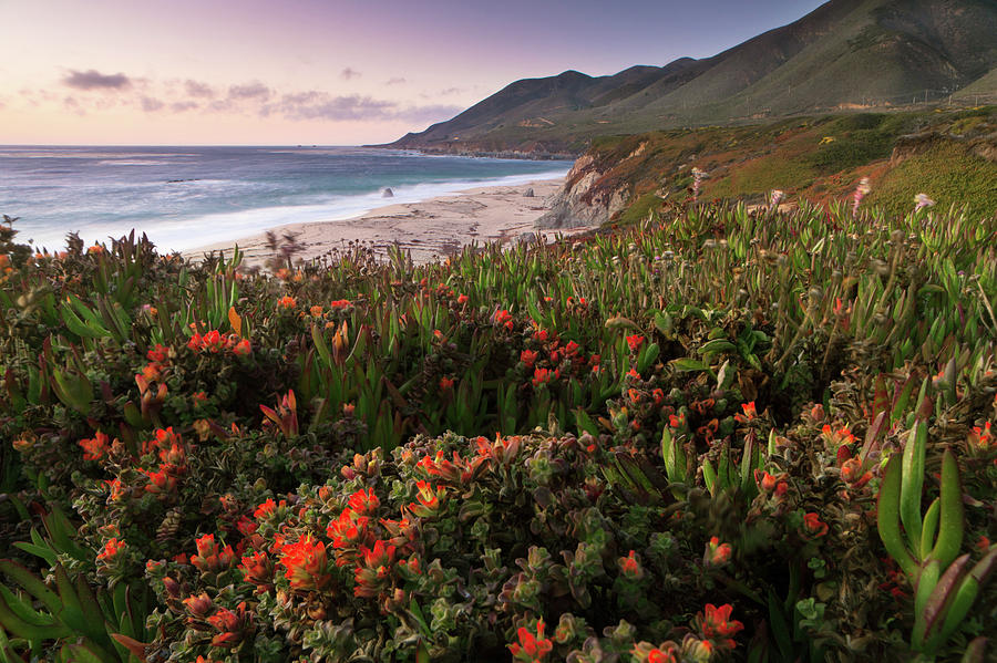 Blooming Flowers, Garrapata State Park #1 Photograph by Ingmar Wesemann