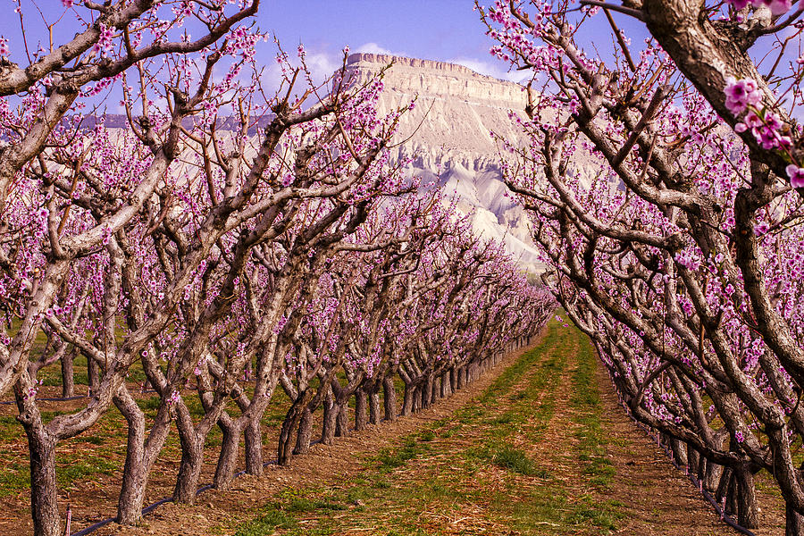Blooming Peach Orchards in Palisades CO #1 Photograph by Teri Virbickis