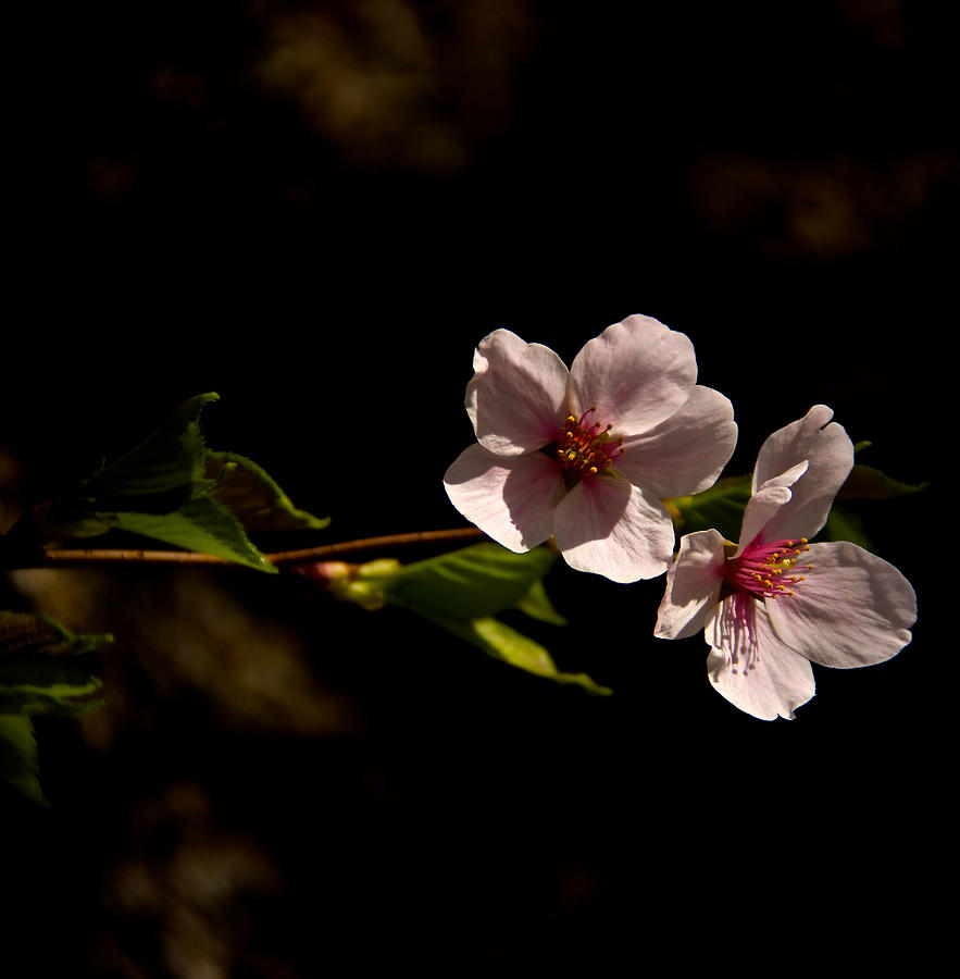Blossoms  Photograph by Kathi Isserman