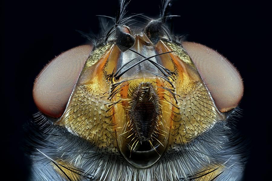 Blowfly Head #1 Photograph by Frank Fox