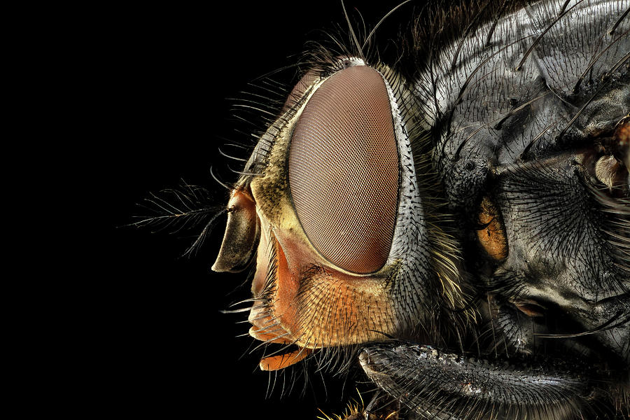 Blowfly Head #1 Photograph by Us Geological Survey