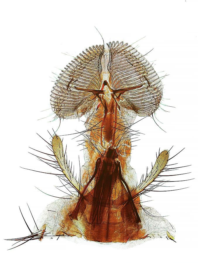 Nature Photograph - Blowfly Proboscis #1 by Steve Lowry