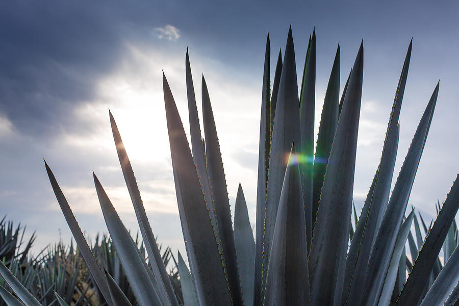 Blue Agave #1 Photograph by Showing the world ..