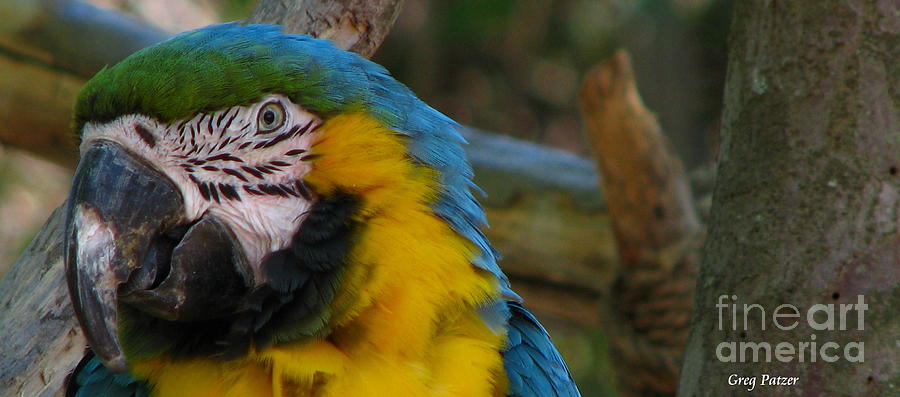 Macaw Photograph - Blue and Gold #2 by Greg Patzer