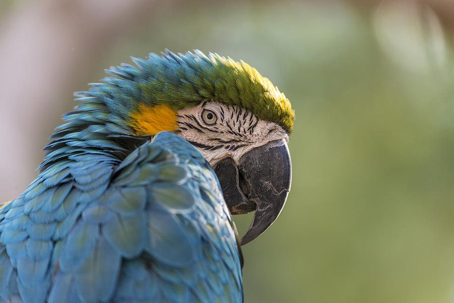 Blue And Gold Macaw #1 Photograph by Mark Newman