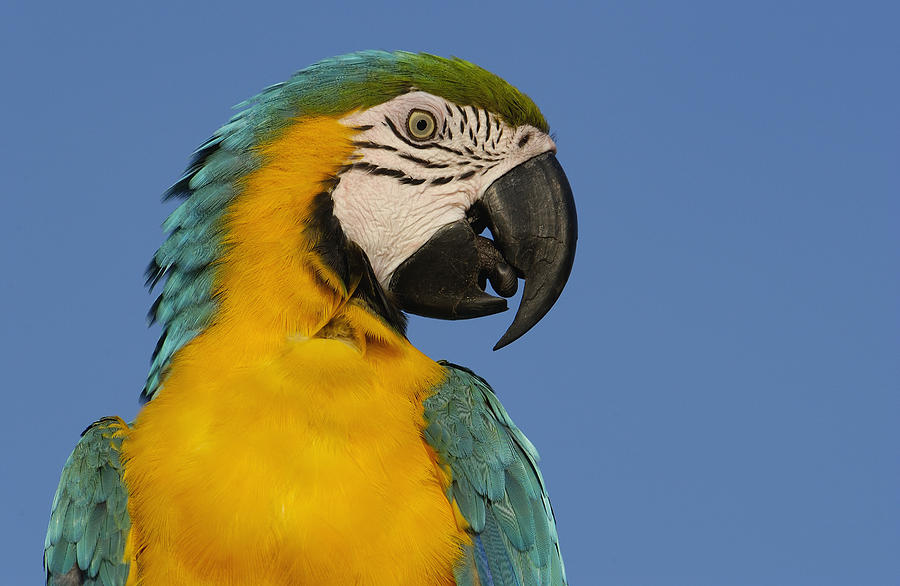 Blue And Yellow Macaw Portrait #1 Photograph by Pete Oxford