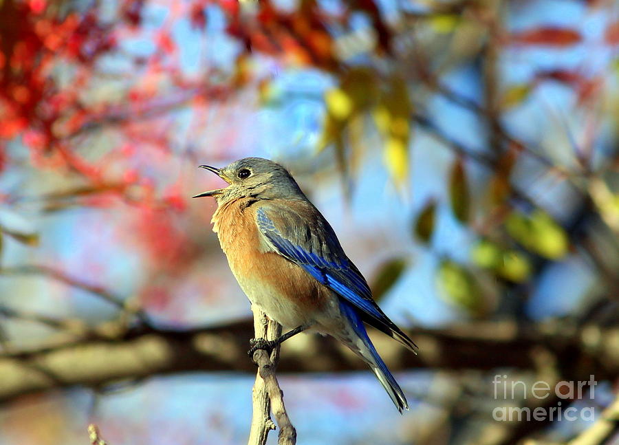 Bird Photograph - Blue Bird #1 by Irina Hays