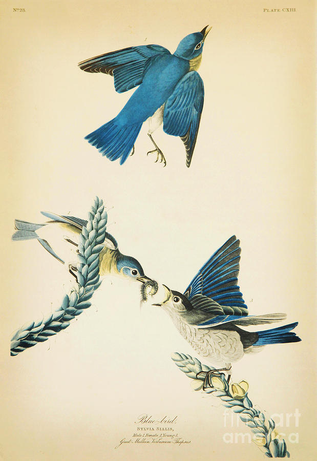 John James Audubon Drawing - Blue Bird #1 by Celestial Images