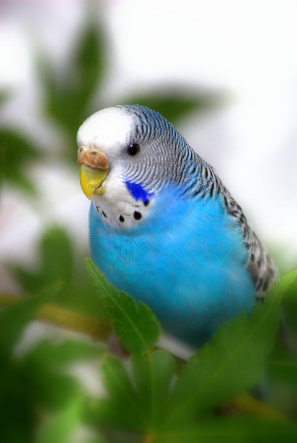Blue Budgie Parakeet #1 Photograph by Nathan Abbott