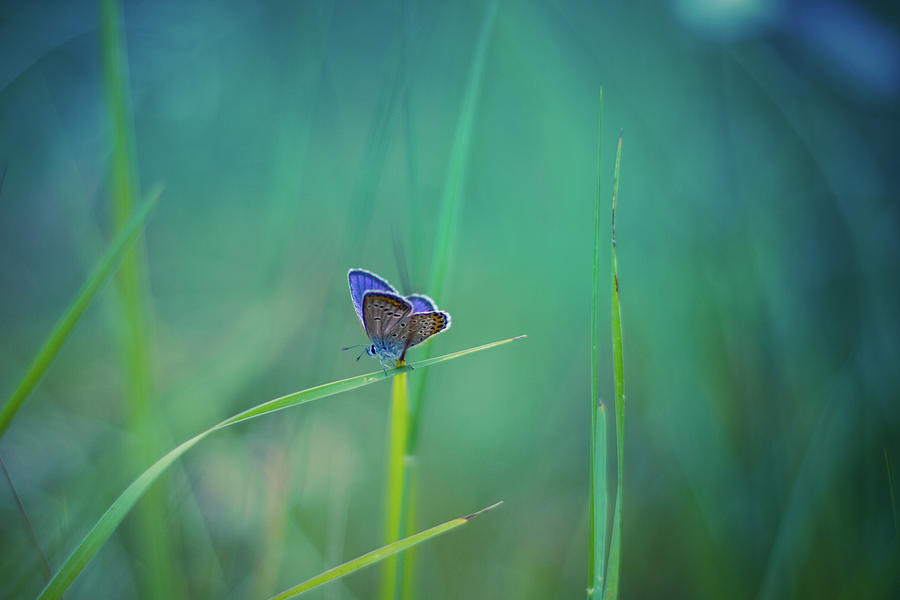 Blue Butterfly #1 Photograph by Levente Bodo