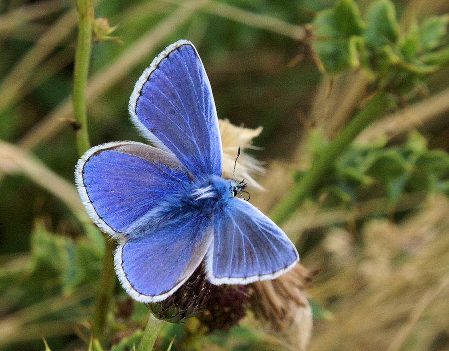 Blue butterfly #2 Photograph by Ron Harpham