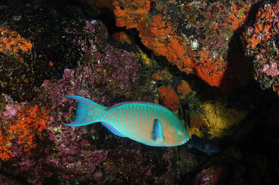 Fish Photograph - Blue-chin Parrotfish (scarus Ghobban #1 by Pete Oxford