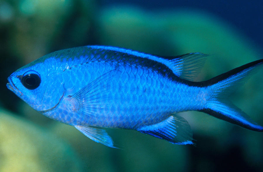 Blue Chromis #1 Photograph by Charles Angelo