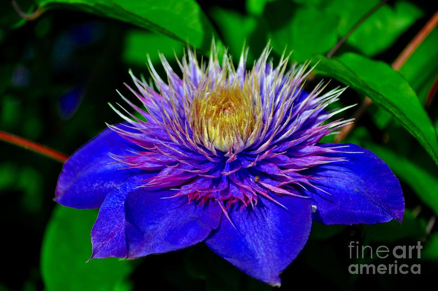 Blue Clematis Photograph by M J - Fine Art America