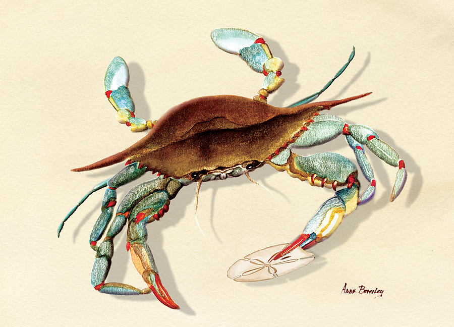 Blue Crab #1 Painting by Anne Beverley-Stamps