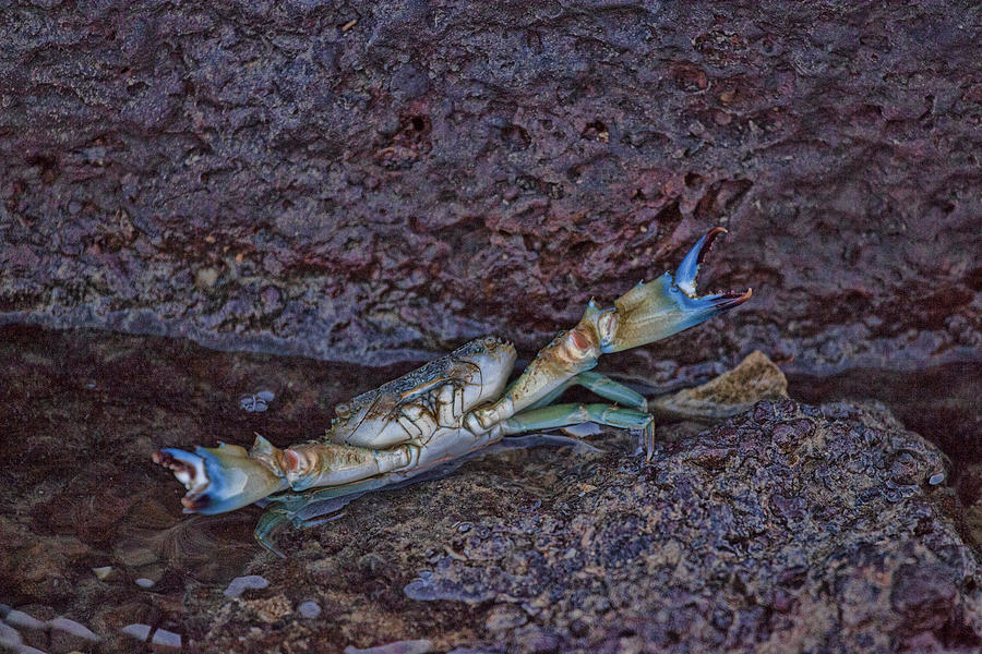 Blue Crab #1 Photograph by Douglas Barnard