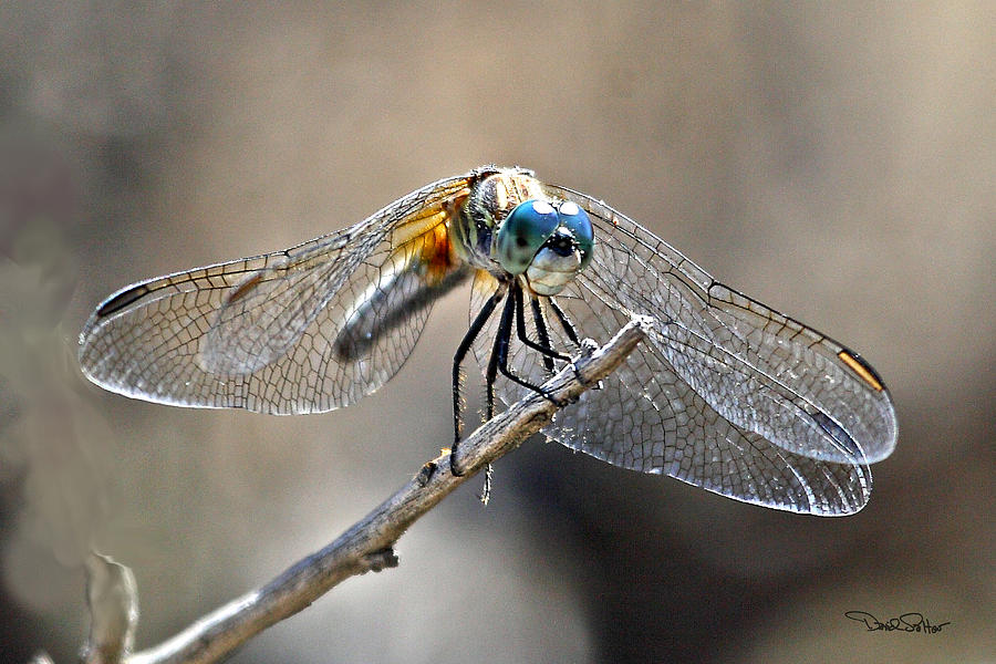 Nature Photograph - Blue Dasher #2 by David Salter