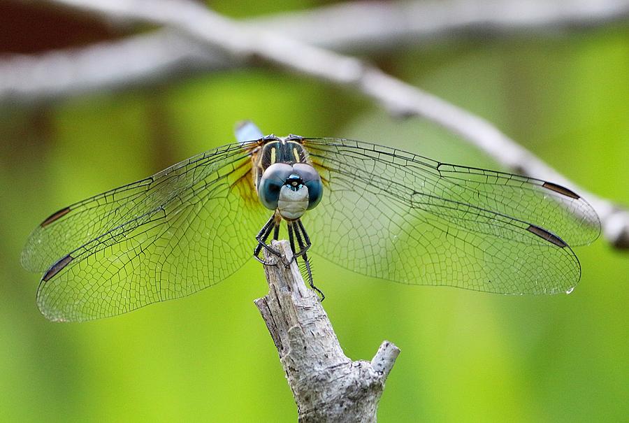 Blue Dasher Dragonfly #1 Photograph by Ester McGuire