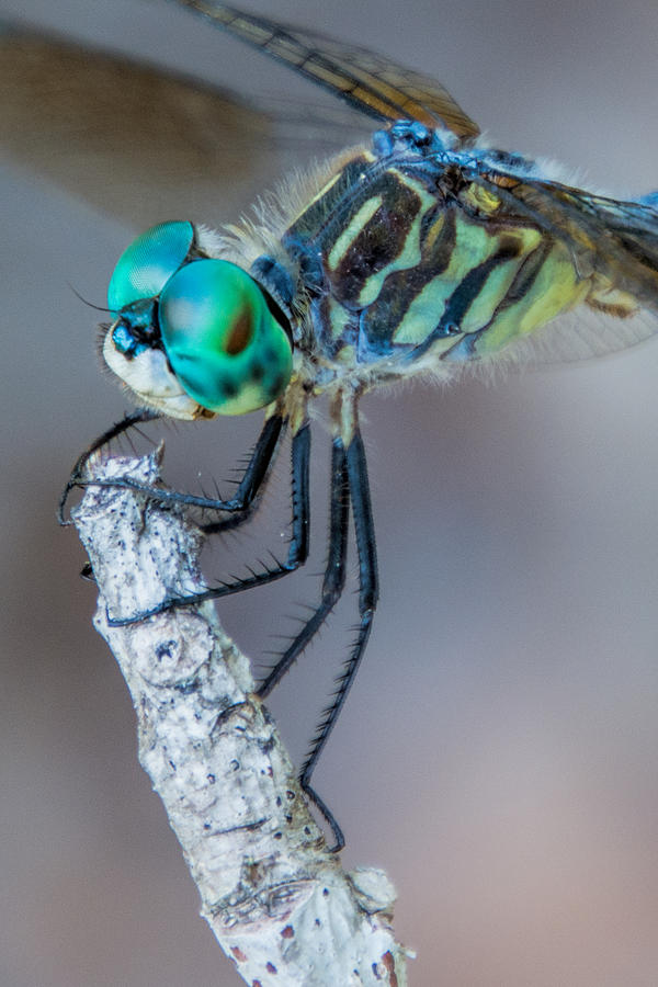 Blue Dasher Dragonfly #1 Photograph by Jeanne May