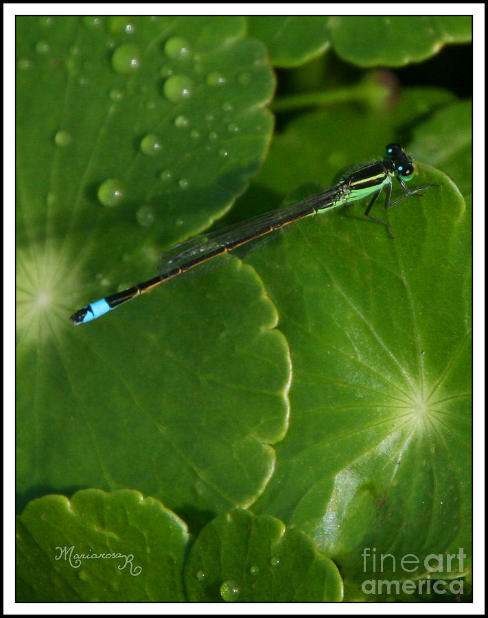 Blue Dragonfly #2 Photograph by Mariarosa Rockefeller