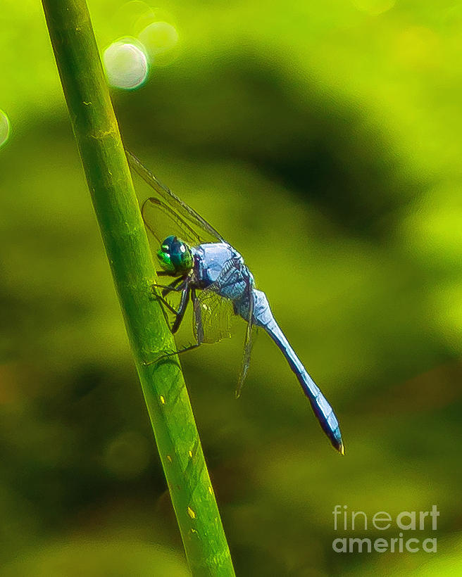 Blue Dragonfly Photograph by Stephen Whalen