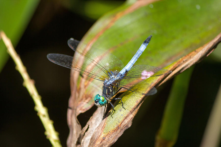 Blue dragonfly #1 Photograph by Susan Jensen