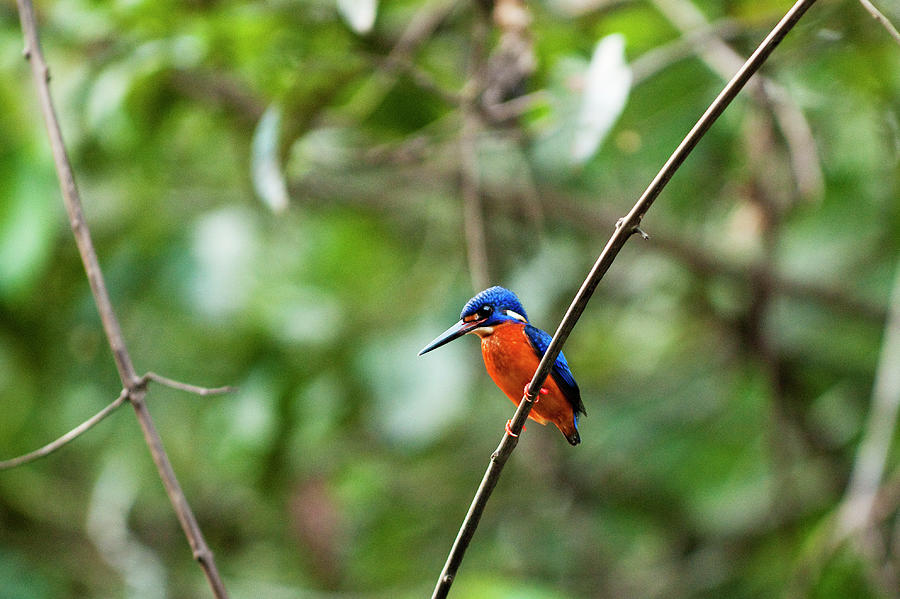 Blue-eared Kingfisher Alcedo Meninting #1 Photograph by Anders Blomqvist