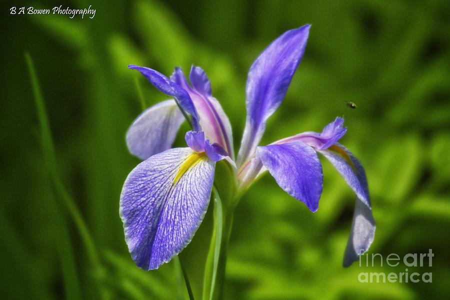Blue Flag Iris #1 Photograph by Barbara Bowen