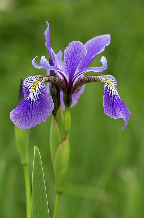 Blue Flag Iris (iris Versicolor) #1 Photograph by Bob Gibbons/science Photo Library
