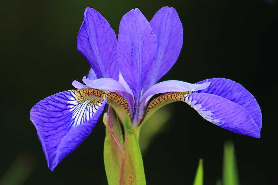 Blue Flag Iris Photograph