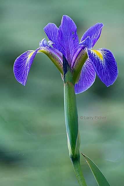 Flower Photograph - Blue Flag Iris 1 by Larry Eicher Flower Photograph - Blue Flag Iris 1 by Larry Eicher