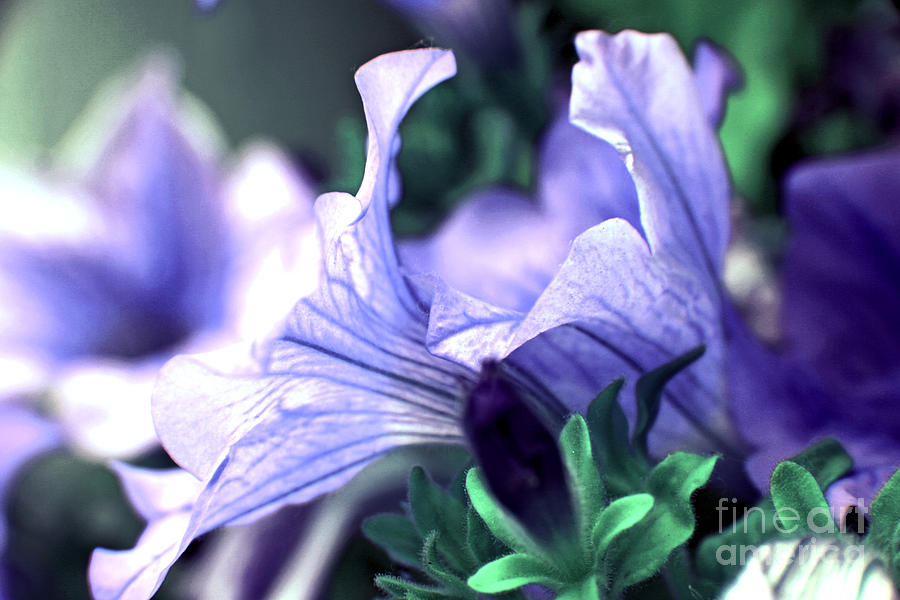 Flower Photograph - Blue flowers  #4 by Lali Kacharava